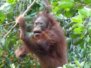 IndonesiaFieldSchool2