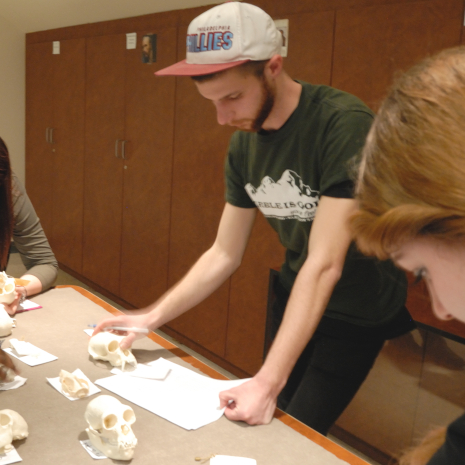 Anthropology students working in the lab